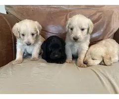 Labradoodle puppies for sale - 4