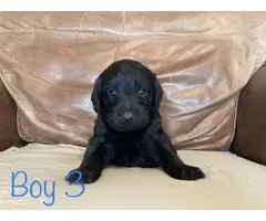 Labradoodle puppies for sale - 5