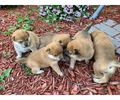 5 Shiba inu puppies available