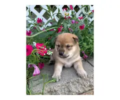 5 Shiba inu puppies available - 2