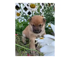 5 Shiba inu puppies available - 3