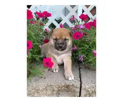 5 Shiba inu puppies available - 4