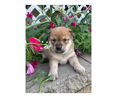 5 Shiba inu puppies available - 5