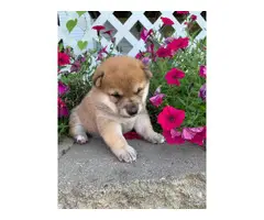 5 Shiba inu puppies available - 6