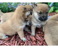5 Shiba inu puppies available - 7