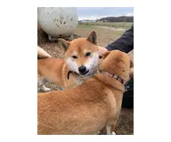 5 Shiba inu puppies available - 8