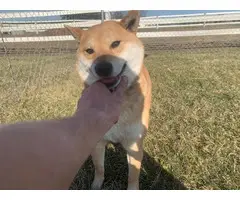 5 Shiba inu puppies available - 10