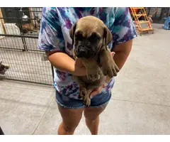 3 female South African Mastiff puppies for sale