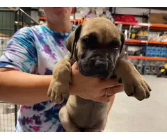 3 female South African Mastiff puppies for sale - 2