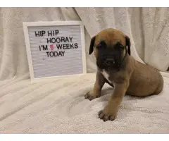 3 female South African Mastiff puppies for sale - 4