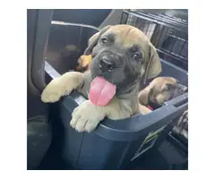 3 female South African Mastiff puppies for sale - 6