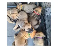 3 female South African Mastiff puppies for sale - 8