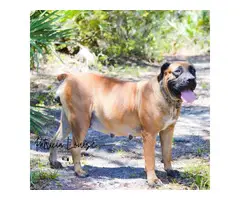 3 female South African Mastiff puppies for sale - 9