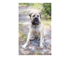3 female South African Mastiff puppies for sale - 10