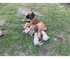 3 female South African Mastiff puppies for sale - 11