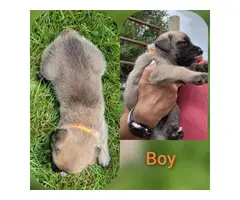 6 English purebred Mastiff puppies for sale - 2
