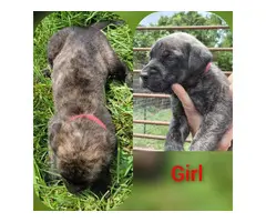 6 English purebred Mastiff puppies for sale - 3