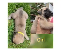 6 English purebred Mastiff puppies for sale - 4