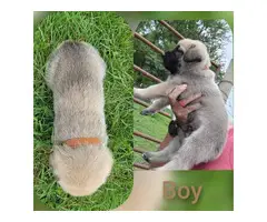 6 English purebred Mastiff puppies for sale - 5