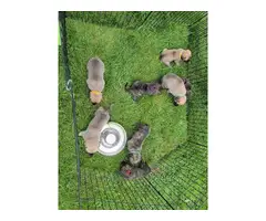6 English purebred Mastiff puppies for sale - 6