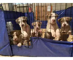 5 Pitbull puppies waiting for their forever homes - 2