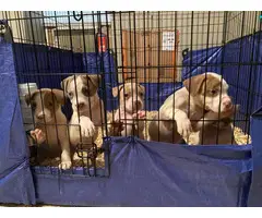 5 Pitbull puppies waiting for their forever homes - 3
