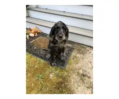 Merle Labradoodle puppy for adoption - 4