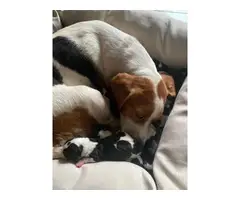 9 cute Beagle babies available