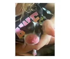 9 cute Beagle babies available