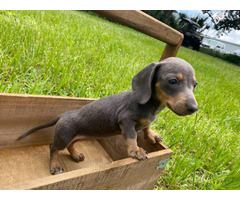 Dachshund Puppies For Sale Panama City Fl