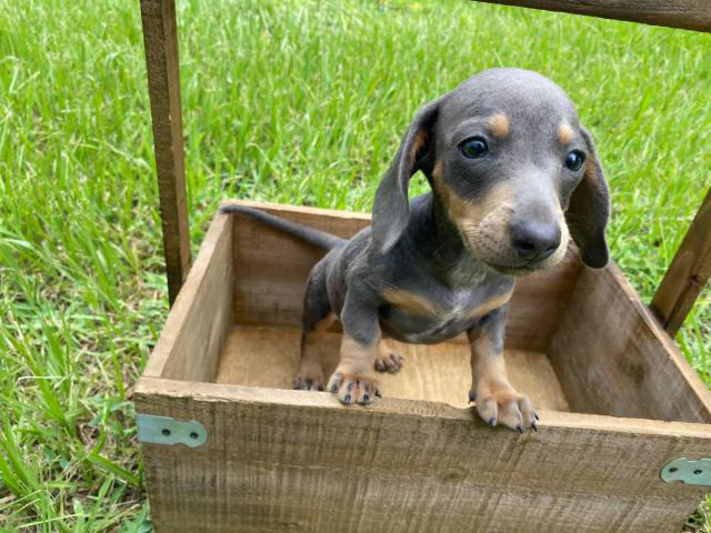 Miniature blue female Dachshund puppy for sale Umatilla - Puppies for