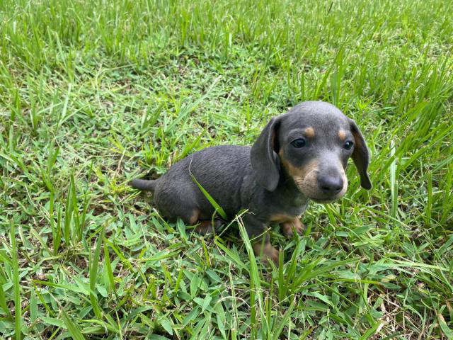 mini doxie puppies for sale