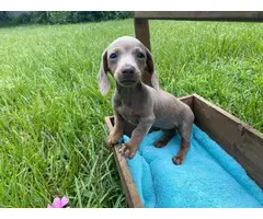 Miniature blue female Dachshund puppy for sale - 4