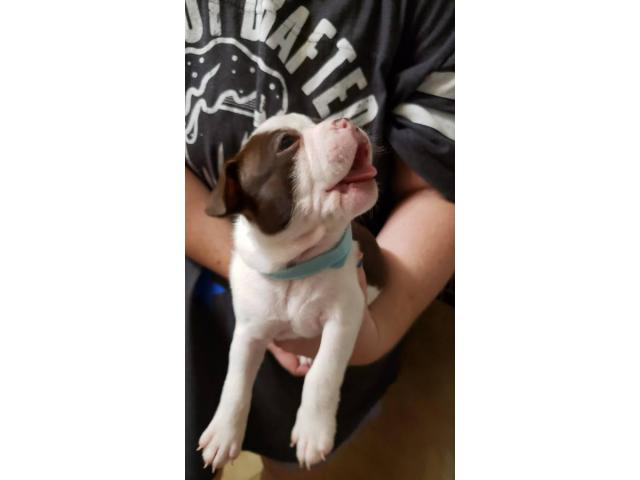 miniature boxer boston terrier for sale near me