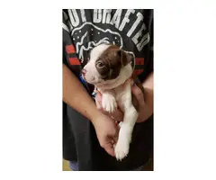 2 female boston terriers for sale - 5