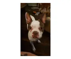 2 female boston terriers for sale - 10