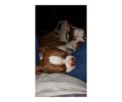 2 female boston terriers for sale - 14