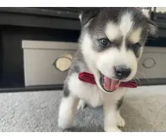 AKC Husky puppies for sale