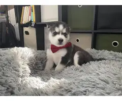 AKC Husky puppies for sale - 2