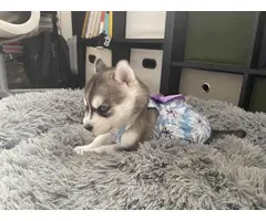 AKC Husky puppies for sale - 5