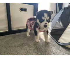 AKC Husky puppies for sale - 9