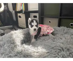 AKC Husky puppies for sale - 10
