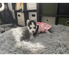 AKC Husky puppies for sale - 11