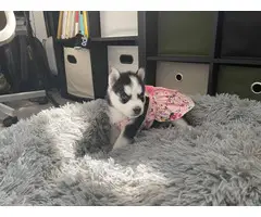 AKC Husky puppies for sale - 12