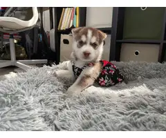 AKC Husky puppies for sale - 14