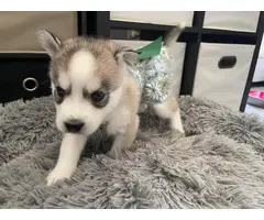 AKC Husky puppies for sale - 15