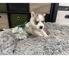 AKC Husky puppies for sale - 16