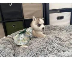 AKC Husky puppies for sale - 17