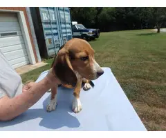 13 weeks old Beagle puppies for sale