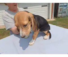 13 weeks old Beagle puppies for sale - 2